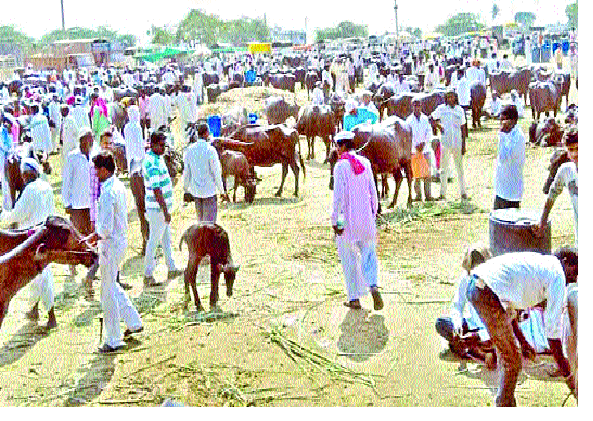 Due to drought situation in livestock market .. 53 out of the ration and 3 proposals from the molasses | दुष्काळी परिस्थितीमुळे पशुधन बाजारात..: माणमधून ५३ तर खटावमधून ३ प्रस्ताव