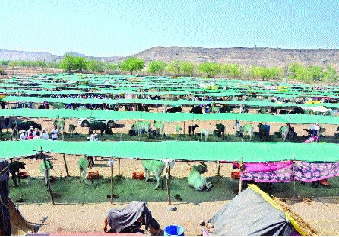 The cattle in the camp will come home! | छावणीतील जनावरे येणार घरच्या दावणीला! शासन निर्णयाकडे लक्ष The cattle in the camp will come home! | छावणीतील जनावरे येणार घरच्या दावणीला! शासन निर्णयाकडे लक्ष
