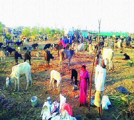 Anganwadis will now start in fodder camp In the company of the family, | चारा छावणीतही आता सुरू होणार अंगणवाड्या! कुटुंबीयांच्या संगतीतच गमभन