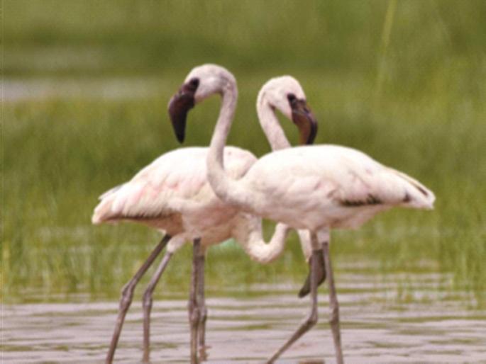 Migratory birds turn their backs on Mumbai due to pollution | प्रदूषणामुळे स्थलांतरित पक्ष्यांनी मुंबईकडे फिरवली पाठ Migratory birds turn their backs on Mumbai due to pollution | प्रदूषणामुळे स्थलांतरित पक्ष्यांनी मुंबईकडे फिरवली पाठ
