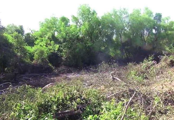 Lokmat Impact - Order for a thorough inquiry into the Kandalwan massacre | लोकमत इम्पॅक्ट - कांदळवन कत्तलीच्या सखोल चौकशीचे आदेश Lokmat Impact - Order for a thorough inquiry into the Kandalwan massacre | लोकमत इम्पॅक्ट - कांदळवन कत्तलीच्या सखोल चौकशीचे आदेश