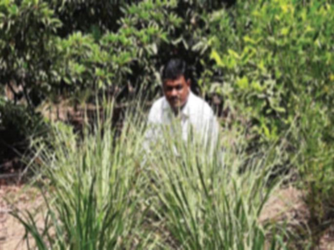 Basil, grass tea for boosting immunity | इम्युनिटी वाढीसाठी तुळस, गवती चहा