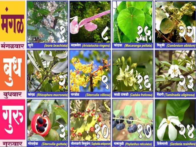 Plant information can be found in the Biodiversity Calendar | दिनदर्शिकेतून मिळणार आता वनस्पतींची माहिती Plant information can be found in the Biodiversity Calendar | दिनदर्शिकेतून मिळणार आता वनस्पतींची माहिती