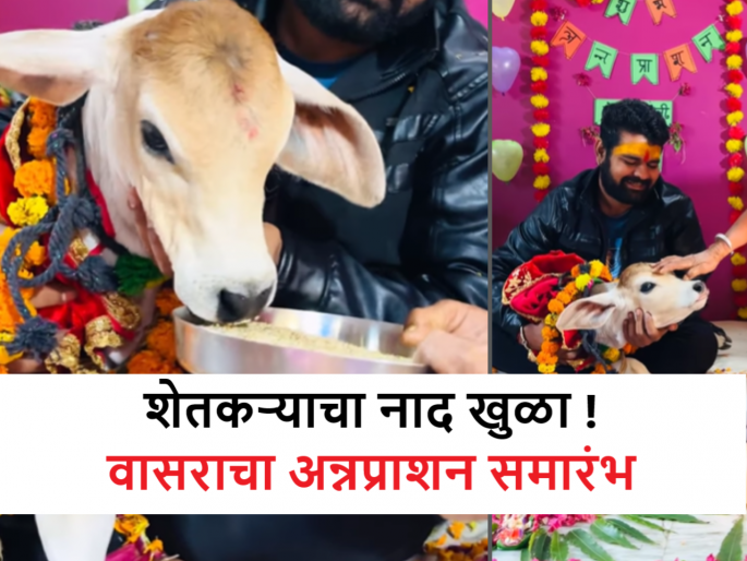 this dairy farmer celebrates Annaprashan ceremony for his calf | Viral Video: या पशुपालकाने वासरीसाठी केला चक्क अन्नप्राशन सभारंभ, कार्यक्रमात केलं असं काही… this dairy farmer celebrates Annaprashan ceremony for his calf | Viral Video: या पशुपालकाने वासरीसाठी केला चक्क अन्नप्राशन सभारंभ, कार्यक्रमात केलं असं काही…