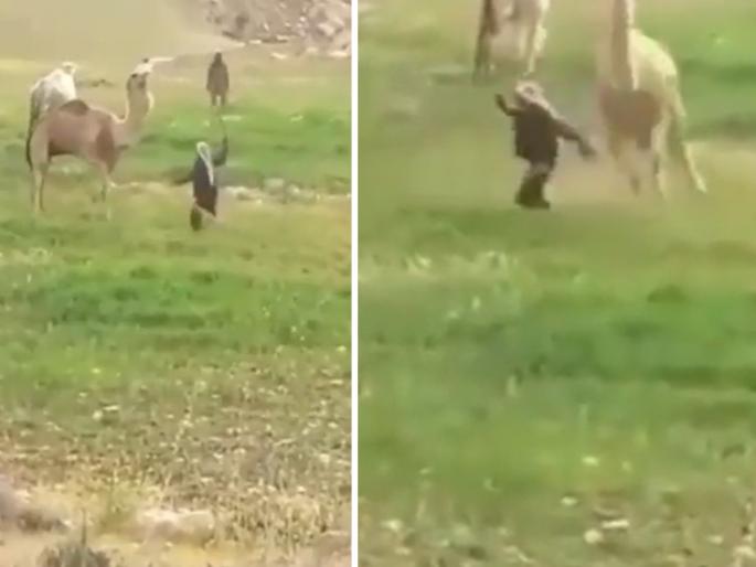 owner was hitting camel camel teaches lifetime lesson video goes viral on internet | Viral Video: उंटाला निर्दयीपणे मारहाण करत होता, मुक्या प्राण्याने घेतला असा बदला की पुन्हा हिम्मत करणार नाही owner was hitting camel camel teaches lifetime lesson video goes viral on internet | Viral Video: उंटाला निर्दयीपणे मारहाण करत होता, मुक्या प्राण्याने घेतला असा बदला की पुन्हा हिम्मत करणार नाही