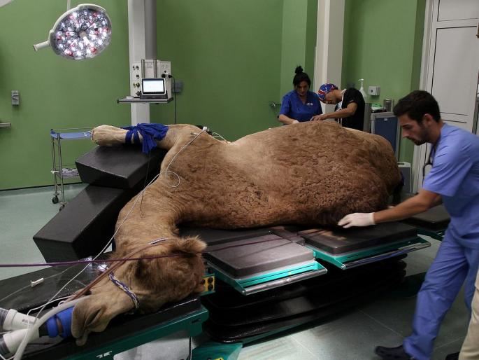 Dubai camel hospital is the worlds only such hospital where treating camels | उंटांसाठीचं जगातलं एकुलतं एक हॉस्पिटल, माणसांच्या हॉस्पिटलपेक्षाही भारी आहेत सुविधा! Dubai camel hospital is the worlds only such hospital where treating camels | उंटांसाठीचं जगातलं एकुलतं एक हॉस्पिटल, माणसांच्या हॉस्पिटलपेक्षाही भारी आहेत सुविधा!