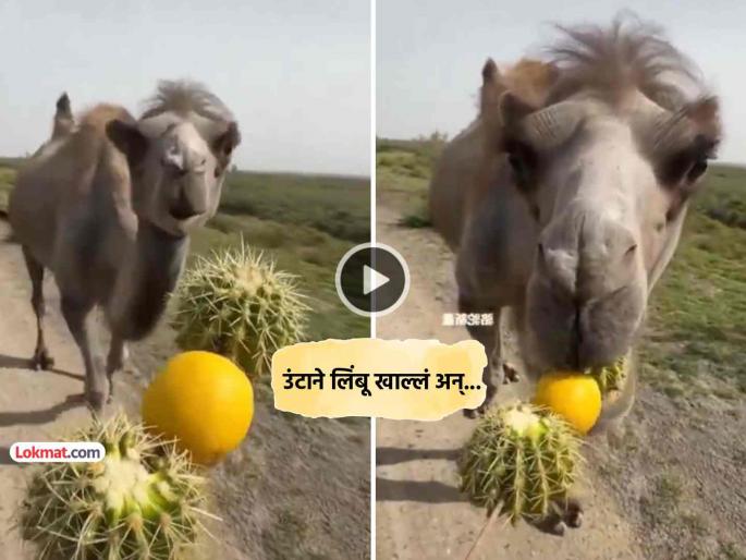 trending viral video camel tastes lemon for first time see what happned next | Video: उंटाने पहिल्यांदाच चाखली लिंबाची चव अन् 'अशी' झाली अवस्था, पाहून तुम्हालाही येईल हसू trending viral video camel tastes lemon for first time see what happned next | Video: उंटाने पहिल्यांदाच चाखली लिंबाची चव अन् 'अशी' झाली अवस्था, पाहून तुम्हालाही येईल हसू