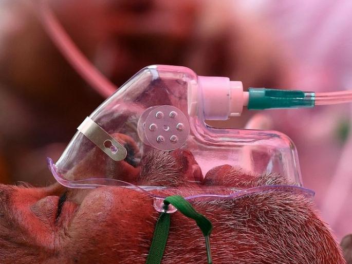 Reaction of patients due to injection on mucosa | म्युकरवरील इंजेक्शनमुळे रुग्णांना रिअॅक्शन Reaction of patients due to injection on mucosa | म्युकरवरील इंजेक्शनमुळे रुग्णांना रिअॅक्शन