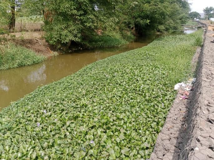 Near Karad the Krishna canal is surrounded by a large number of aquatic plants and trees | Satara: ‘कृष्णा’च्या पाण्यात जलपर्णीचा ‘कालवा’, कॅनॉलला विळखा Near Karad the Krishna canal is surrounded by a large number of aquatic plants and trees | Satara: ‘कृष्णा’च्या पाण्यात जलपर्णीचा ‘कालवा’, कॅनॉलला विळखा