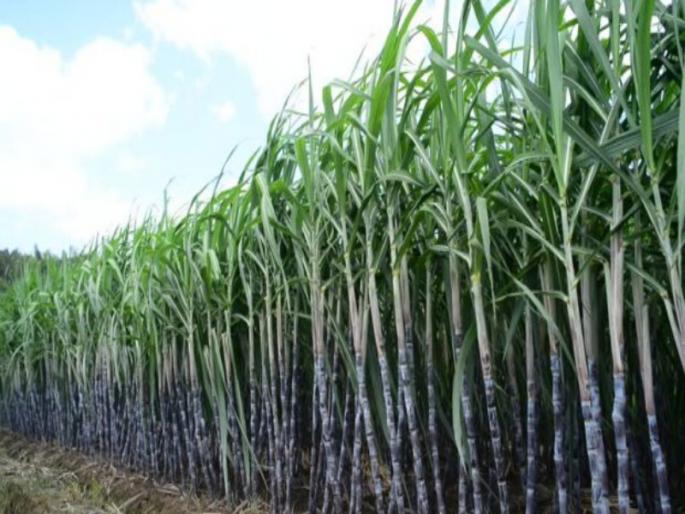 The effect of humani disease on sugarcane will increase | ऊसावरील हुमणीचा प्रादूर्भाव वाढणार The effect of humani disease on sugarcane will increase | ऊसावरील हुमणीचा प्रादूर्भाव वाढणार