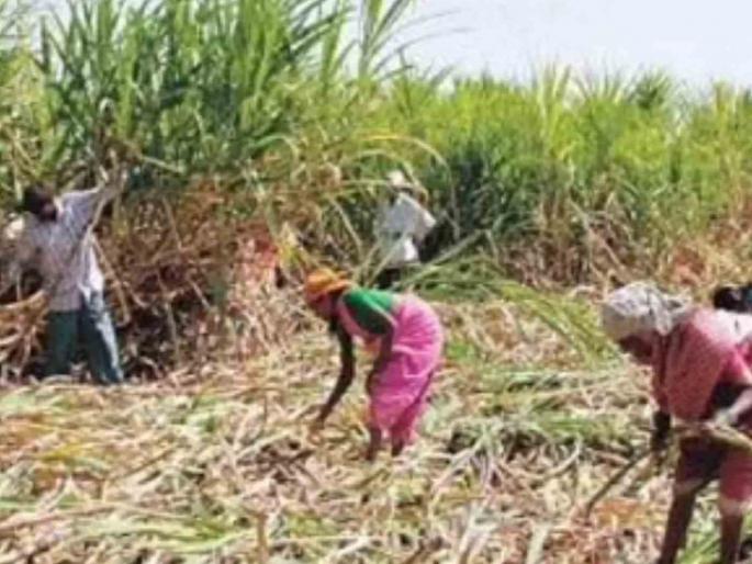 1,839 children from Beed in Kolhapur district; Sumoto petition on the news of 'Lokmat' | बीडमधील १,८३९ मुले कोल्हापूरच्या फडात; ‘लोकमत’च्या बातमीवर सुमोटो याचिका 1,839 children from Beed in Kolhapur district; Sumoto petition on the news of 'Lokmat' | बीडमधील १,८३९ मुले कोल्हापूरच्या फडात; ‘लोकमत’च्या बातमीवर सुमोटो याचिका