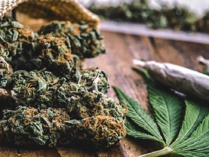 It is legal to sell cannabis, so why sell of ganja is illeagel? Find out why ... | भांग विकणे कायदेशीर, मग गांजा विकणे गुन्हा का? जाणून घ्या याचे कारण... It is legal to sell cannabis, so why sell of ganja is illeagel? Find out why ... | भांग विकणे कायदेशीर, मग गांजा विकणे गुन्हा का? जाणून घ्या याचे कारण...