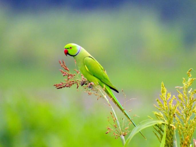 Losing a parrot leaves food and water, a reward of lakhs to the one who finds it | पोपट उडाला भुर्रर्रर्र... मालकाने अन्नपाणी सोडलं, शोधून देणाऱ्यास लाखांचे बक्षीस Losing a parrot leaves food and water, a reward of lakhs to the one who finds it | पोपट उडाला भुर्रर्रर्र... मालकाने अन्नपाणी सोडलं, शोधून देणाऱ्यास लाखांचे बक्षीस
