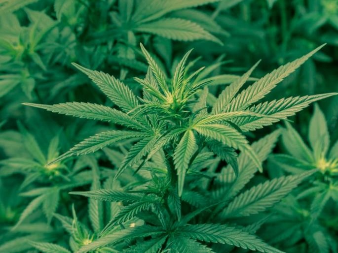 cannabis proves helpful in corona treatment says study | Corona Treatment: कोरोना उपचारात भांग फायदेशीर ठरणार? संशोधनातून दावा cannabis proves helpful in corona treatment says study | Corona Treatment: कोरोना उपचारात भांग फायदेशीर ठरणार? संशोधनातून दावा