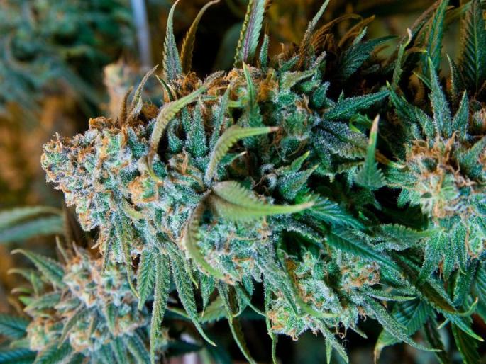 Cannabis cultivation at home by highly educated youth; Seed purchase from Darkweb, Dagha arrested | उच्चशिक्षित तरुणांकडून घरातच गांजाची शेती; डार्कवेबवरून बियाण्यांची खरेदी, दाेघांना अटक