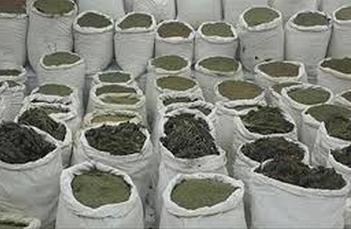 One and a half girls' cannabis seized in five years | अकाेला जिल्हयात पाच वर्षात दीड काेटींचा गांजा जप्त One and a half girls' cannabis seized in five years | अकाेला जिल्हयात पाच वर्षात दीड काेटींचा गांजा जप्त