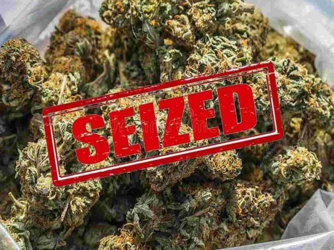 Pune: 500 kg ganja being taken to Karjat from two vehicles seized | Pune: दोन वाहनातून कर्जतला नेण्यात येणारा ५०० किलो गांजा पकडला