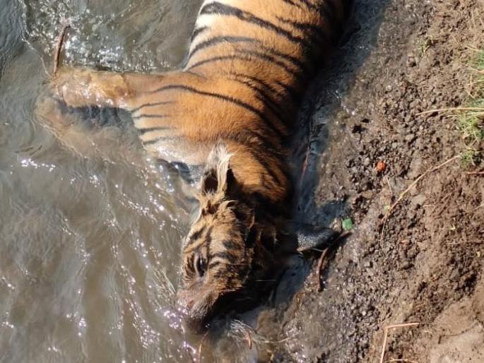 Leopard killed in Keljar area of Wardha, forest officials run away | वर्ध्याच्या केळझर भागात पट्टेदार वाघाचा मृत्यू, वनअधिकाऱ्यांची धाव Leopard killed in Keljar area of Wardha, forest officials run away | वर्ध्याच्या केळझर भागात पट्टेदार वाघाचा मृत्यू, वनअधिकाऱ्यांची धाव