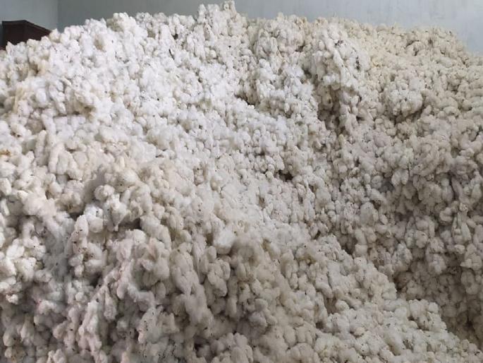 More than two and a half lakh cotton in farmers' homes, Agriculture department estimate of 10 lakh quintal cotton production | पूर्वी अतिवृष्टीने मोडले कंबरडे; आता भाववाढीकडे नजरा, अडीच लाखांहून अधिक कापूस घरीच More than two and a half lakh cotton in farmers' homes, Agriculture department estimate of 10 lakh quintal cotton production | पूर्वी अतिवृष्टीने मोडले कंबरडे; आता भाववाढीकडे नजरा, अडीच लाखांहून अधिक कापूस घरीच