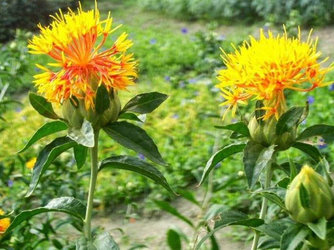 Kardai crop sowing area decrease in Vidarbha | करडई क्षेत्र नामशेष होण्याच्या मार्गावर! Kardai crop sowing area decrease in Vidarbha | करडई क्षेत्र नामशेष होण्याच्या मार्गावर!