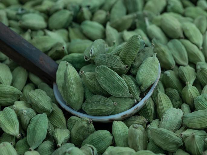 Cardamom prices have remained high for the last four-five months | मसाल्याची ‘राणी’ खातेय भाव! सुगंधावरून ठरतोय बाजारभाव; पाच हजार रुपये प्रतिकिलोने हाेते विक्री Cardamom prices have remained high for the last four-five months | मसाल्याची ‘राणी’ खातेय भाव! सुगंधावरून ठरतोय बाजारभाव; पाच हजार रुपये प्रतिकिलोने हाेते विक्री
