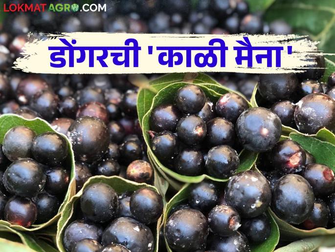 The yield of healthy karonda crops decreased; Unseasonal rains hit Ranmeva | गुणकारी करवंदांचे उत्पादन घटले; अवकाळी पावसाचा रानमेव्याला फटका