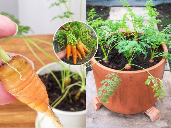 Gardening tips how to grow carrots at home in pots best fertilizer for growing carrots quickly balcony gardening tips for vegetables | फक्त ५० दिवसांत घरच्या कुंडीतही येतील लालचुटुक गाजरे! १ खत घाला- पाहा कमाल