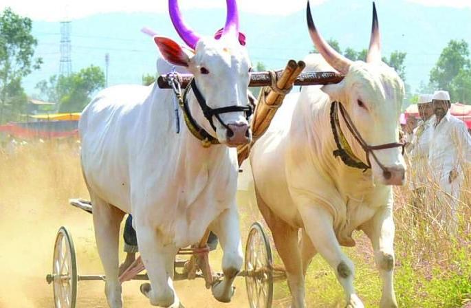 Shankarpat will start in Bahiram; Contestants will come from across the state including Madhya Pradesh | ‘ब्रेक के बाद’ बहिरममध्ये भरणार शंकरपट; मध्यप्रदेशसह राज्यभरातून स्पर्धक येणार Shankarpat will start in Bahiram; Contestants will come from across the state including Madhya Pradesh | ‘ब्रेक के बाद’ बहिरममध्ये भरणार शंकरपट; मध्यप्रदेशसह राज्यभरातून स्पर्धक येणार