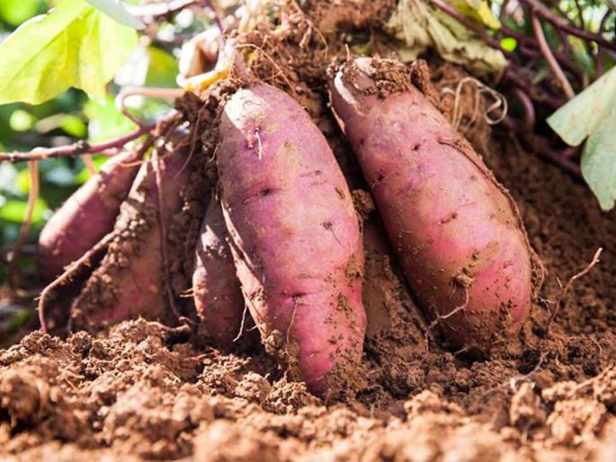 The farmer grew yam in 18 guthas, earning Rs 2 lakh in just four months in chandwad farm | शेतकऱ्याने 18 गुंठ्यात रताळ्याचे पीक घेतले, चारच महिन्यात 2 लाख कमावले The farmer grew yam in 18 guthas, earning Rs 2 lakh in just four months in chandwad farm | शेतकऱ्याने 18 गुंठ्यात रताळ्याचे पीक घेतले, चारच महिन्यात 2 लाख कमावले
