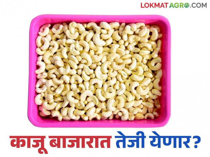 Cashew Market : Cashew production in crisis this year due to climate change; Expected to get good prices in the market | Cashew Market : हवामानातील बदलामुळे यंदा काजू उत्पादन संकटात; बाजारात चांगला दर मिळण्याचा अंदाज Cashew Market : Cashew production in crisis this year due to climate change; Expected to get good prices in the market | Cashew Market : हवामानातील बदलामुळे यंदा काजू उत्पादन संकटात; बाजारात चांगला दर मिळण्याचा अंदाज