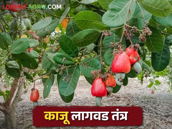 Cashew Cultivation; How to cultivate cashew tree? | Cashew Cultivation बक्कळ पैसे देणाऱ्या या फळझाडाची लागवड कशी कराल? Cashew Cultivation; How to cultivate cashew tree? | Cashew Cultivation बक्कळ पैसे देणाऱ्या या फळझाडाची लागवड कशी कराल?
