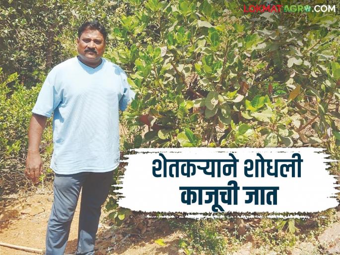 This farmer from Lanja developed a new variety of cashew; income will start in two years | लांजातील या शेतकऱ्याने विकसित केली काजूची नवीन जात; दोन वर्षांतच सुरु होणार उत्पन्न This farmer from Lanja developed a new variety of cashew; income will start in two years | लांजातील या शेतकऱ्याने विकसित केली काजूची नवीन जात; दोन वर्षांतच सुरु होणार उत्पन्न