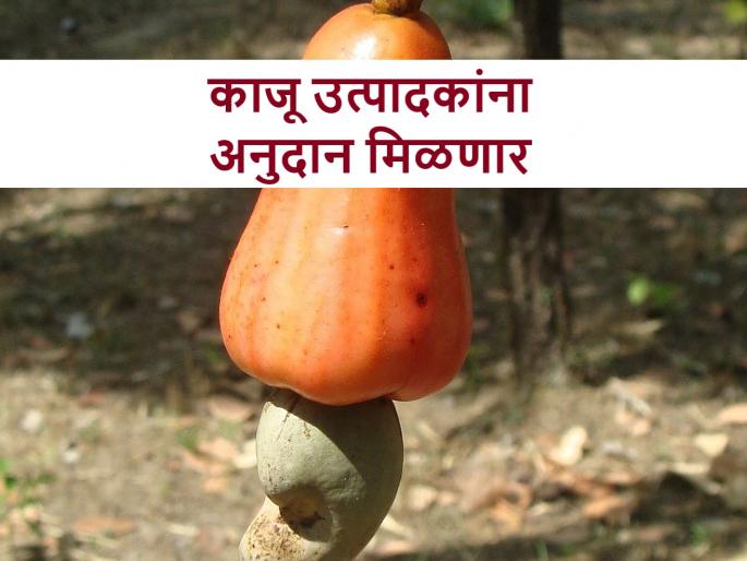 Cashew farmers will get a subsidy | काजू उत्पादक शेतकऱ्यांना मिळणार दहा रुपयांचे अनुदान Cashew farmers will get a subsidy | काजू उत्पादक शेतकऱ्यांना मिळणार दहा रुपयांचे अनुदान
