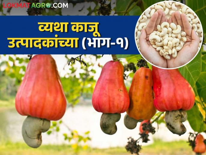 Like mango, cashew nuts also suffer from severe weather; Production down 40 percent this year | आंब्याप्रमाणेच काजूलाही हवामानाचा मोठा फटका; यंदा उत्पादन ४० टक्क्यावर Like mango, cashew nuts also suffer from severe weather; Production down 40 percent this year | आंब्याप्रमाणेच काजूलाही हवामानाचा मोठा फटका; यंदा उत्पादन ४० टक्क्यावर