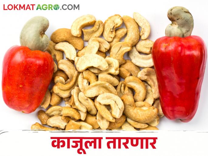 This loan scheme will save cashew farmers | काजू उत्पादक शेतकऱ्यांना तारणार ही कर्ज योजना This loan scheme will save cashew farmers | काजू उत्पादक शेतकऱ्यांना तारणार ही कर्ज योजना