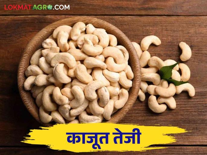 Kaju Market: Cashew price hiked by Rs 200 per kg | Kaju Market: काजूच्या दरात किलोला २०० रुपयांची वाढ