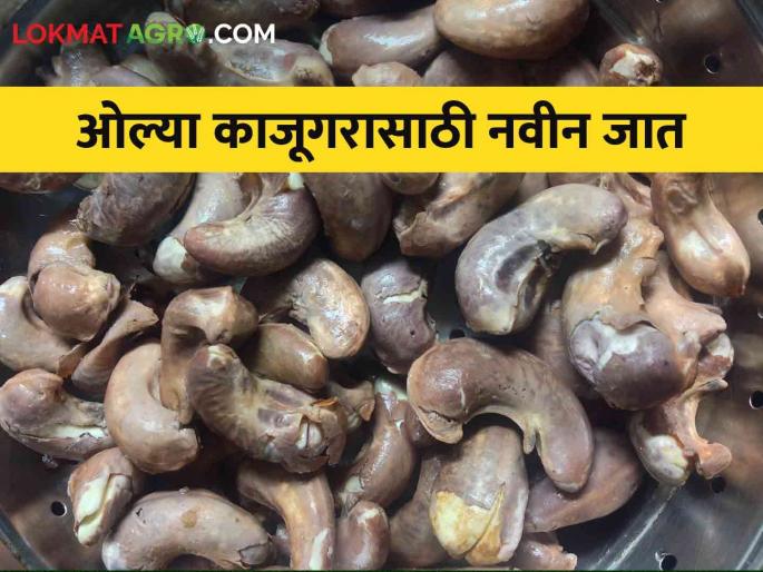 Special variety developed by Konkan Agricultural University for wet cashew nut | ओल्या काजूगरासासाठी कोकण कृषी विद्यापीठाने विकसित केली विशेष जात Special variety developed by Konkan Agricultural University for wet cashew nut | ओल्या काजूगरासासाठी कोकण कृषी विद्यापीठाने विकसित केली विशेष जात