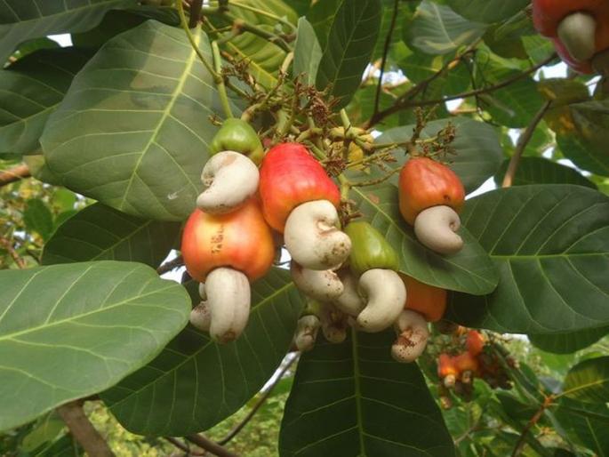 In Goa, agriculture card was forced to subsidize cashew nuts; 22,000 farmers will benefit | गोव्यात काजू कलम सबसिडीसाठी कृषी कार्डाची सक्ती काढली; २२ हजार शेतक-यांना होणार लाभ 