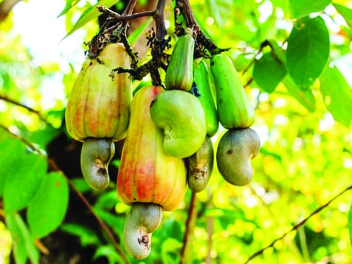 this season is beneficial for cashew and mango crops | यंदाचा हंगाम काजू, आंबा पिकाला लाभदायक this season is beneficial for cashew and mango crops | यंदाचा हंगाम काजू, आंबा पिकाला लाभदायक