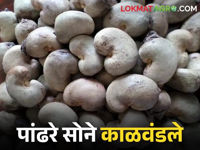 Cashew farmers in trouble due to fall in prices; How is the marketprice? | Cashew Market दर घसरल्याने काजू उत्पादक शेतकरी अडचणीत; कसा मिळतोय भाव Cashew farmers in trouble due to fall in prices; How is the marketprice? | Cashew Market दर घसरल्याने काजू उत्पादक शेतकरी अडचणीत; कसा मिळतोय भाव