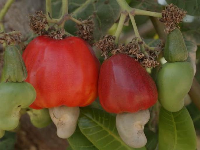 Changing climate likely to affect cashew crop: growing concern among farmers | बदलत्या हवामानाचा काजू पिकावर परिणाम शक्य: शेतकऱ्यांमध्ये वाढली चिंता Changing climate likely to affect cashew crop: growing concern among farmers | बदलत्या हवामानाचा काजू पिकावर परिणाम शक्य: शेतकऱ्यांमध्ये वाढली चिंता