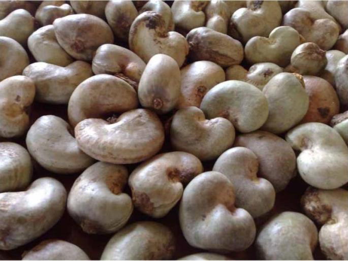 Kolhapur: Establishment of the Cashew nut Development Committee, comprising three members of the district in 32 members | कोल्हापूर : काजू फळपीक विकास समितीची स्थापना, ३२ सदस्यांमध्ये जिल्ह्यातील तिघांचा समावेश Kolhapur: Establishment of the Cashew nut Development Committee, comprising three members of the district in 32 members | कोल्हापूर : काजू फळपीक विकास समितीची स्थापना, ३२ सदस्यांमध्ये जिल्ह्यातील तिघांचा समावेश