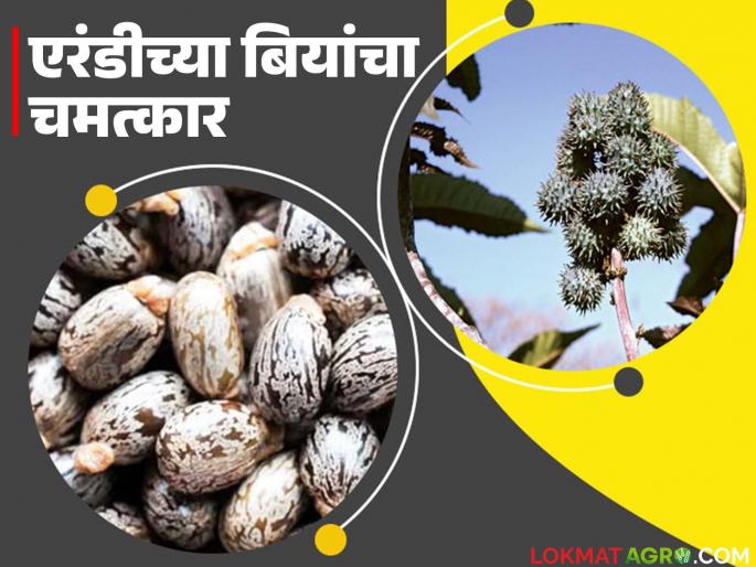 How can castor oil be a direct chemical attack tool when it is a great medicine? Read in detail | एरंडीचं तेल हे उत्तम औषध असताना थेट रासायनिक हल्ल्याचं साधन कसं काय ठरू शकतं? वाचा सविस्तर How can castor oil be a direct chemical attack tool when it is a great medicine? Read in detail | एरंडीचं तेल हे उत्तम औषध असताना थेट रासायनिक हल्ल्याचं साधन कसं काय ठरू शकतं? वाचा सविस्तर