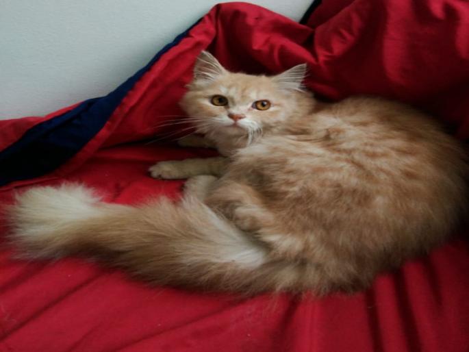 Cats have a home and love in the couples ' Furry World ' ... | मांजरांना हक्काचं घर आणि प्रेम मिळवून देणाऱ्या जोडप्याचं ' फर्री वर्ल्ड '... Cats have a home and love in the couples ' Furry World ' ... | मांजरांना हक्काचं घर आणि प्रेम मिळवून देणाऱ्या जोडप्याचं ' फर्री वर्ल्ड '...