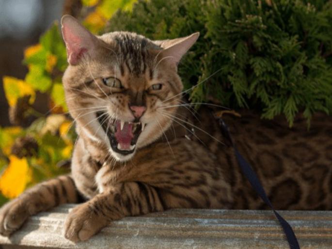 A threat from cats too, after a nuisance from dogs; Last year 2710 people were bitten by cats in Pune | कुत्र्यांच्या उपद्रवानंतर मांजरींपासूनही धोका; पुण्यात गेल्या वर्षी २७१० जणांना मांजरांचे चावे