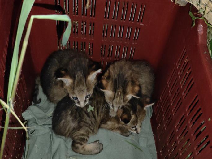 Wildlife increased in human settlements; 3 wild cat cubs found in Pimpri | वन्यजीवांचा मानवी वस्तीत वावर वाढला; पिंपरीत रानमांजराची ३ पिल्लं आढळली Wildlife increased in human settlements; 3 wild cat cubs found in Pimpri | वन्यजीवांचा मानवी वस्तीत वावर वाढला; पिंपरीत रानमांजराची ३ पिल्लं आढळली