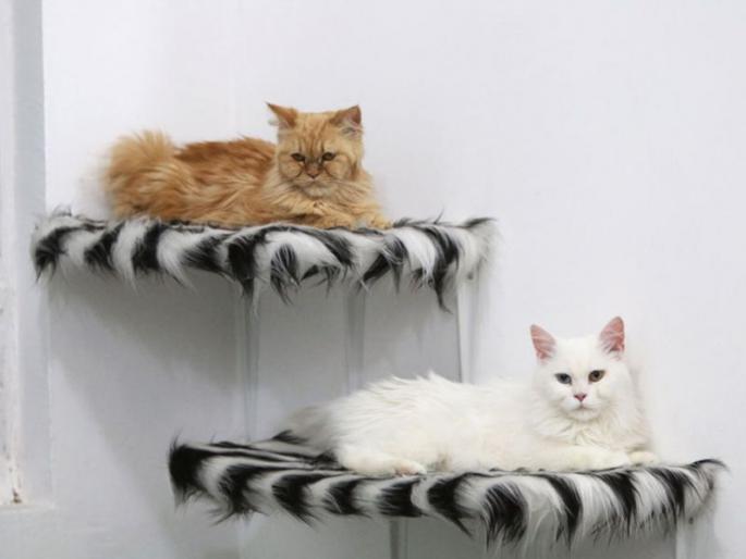 From today the sterilization of the cat, one crore provision | आजपासून मांजरांची नसबंदी, एक कोटीची तरतूद From today the sterilization of the cat, one crore provision | आजपासून मांजरांची नसबंदी, एक कोटीची तरतूद