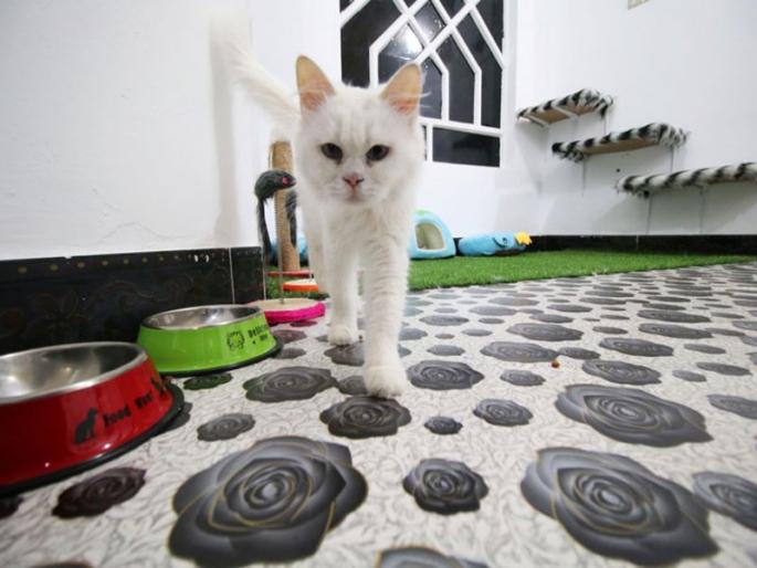 In the case of cats, crime in the police station | मांजर मारल्याप्रकरणी पोलीस ठाण्यात गुन्हा In the case of cats, crime in the police station | मांजर मारल्याप्रकरणी पोलीस ठाण्यात गुन्हा