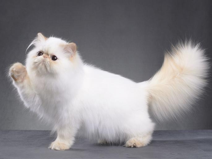 Important for 'Cat Lovers'; It is mandatory to register your cat to the Chhatrapati Sambhajinagar Municipal Corporation | 'कॅट लव्हर्स'साठी महत्वाचे; तुमच्या मनीमाऊची महापालिकेत नोंदणी करणे बंधनकारक Important for 'Cat Lovers'; It is mandatory to register your cat to the Chhatrapati Sambhajinagar Municipal Corporation | 'कॅट लव्हर्स'साठी महत्वाचे; तुमच्या मनीमाऊची महापालिकेत नोंदणी करणे बंधनकारक