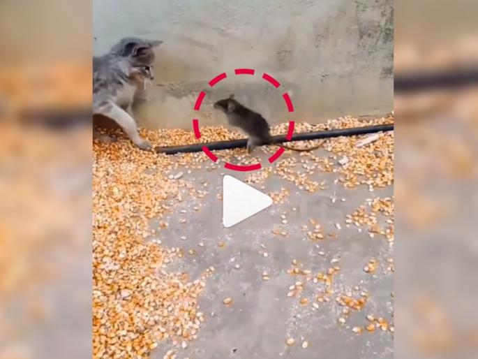 cat and mouse fighting with each other video goes viral on internet | Viral Video: आपला जीव वाचवण्यासाठी उंदरानं मांजरावर केला असा हल्ला की पाहुन पोट धरुन हसाल cat and mouse fighting with each other video goes viral on internet | Viral Video: आपला जीव वाचवण्यासाठी उंदरानं मांजरावर केला असा हल्ला की पाहुन पोट धरुन हसाल